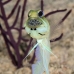 jawfish_yellowhead_bcf_nwp_v_0225_tci2151.jpg